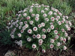 17 Medicinal Health Benefits Of Stellera 17 Medicinal Health Benefits Of Stellera