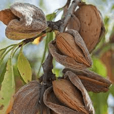 17 Medicinal Health Benefits Of Prunus dictyoneura (African Almond)