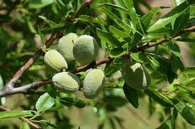 17 Medicinal Health Benefits Of Prunus dictyoneura (African Almond)