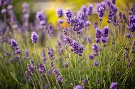 8 Medicinal Health Benefits Of Lavender (Lavandula angustifolia)