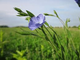 18 Medicinal Health Benefits Of Linum usitatissimum (Flax)