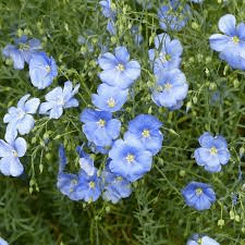 18 Medicinal Health Benefits Of Linum usitatissimum (Flax)