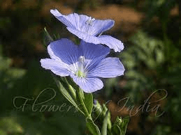 18 Medicinal Health Benefits Of Linum usitatissimum (Flax)