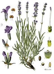 8 Medicinal Health Benefits Of Lavender (Lavandula angustifolia)