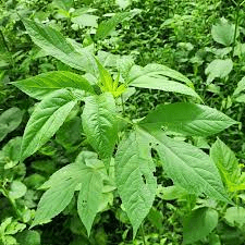 16 Medicinal Health Benefits Of Ambrosia arborescens (Giant Ragweed)