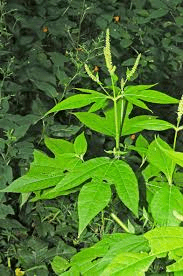 16 Medicinal Health Benefits Of Ambrosia arborescens (Giant Ragweed)