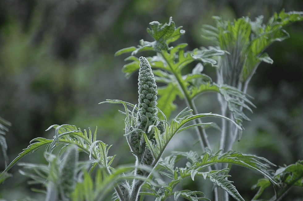 16 Medicinal Health Benefits Of Ambrosia arborescens (Giant Ragweed)