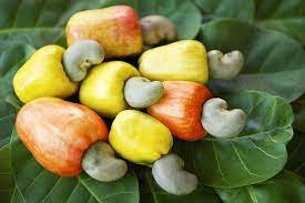 16 Medicinal Health Benefits Of Anacardium othonianum (Cashew tree)