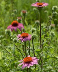 12 Medicinal Health Benefits Of Echinacea (Echinacea purpurea) 12 Medicinal Health Benefits Of Echinacea (Echinacea purpurea)