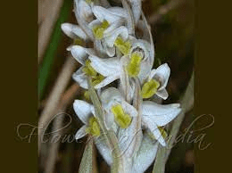 18 Medicinal Health Benefits Of Zeuxine strateumatica (Soldier Orchid) 18 Medicinal Health Benefits Of Zeuxine strateumatica (Soldier Orchid)