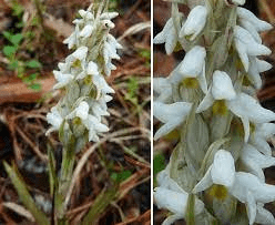 18 Medicinal Health Benefits Of Zeuxine strateumatica (Soldier Orchid) 18 Medicinal Health Benefits Of Zeuxine strateumatica (Soldier Orchid)