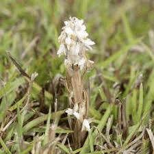 18 Medicinal Health Benefits Of Zeuxine strateumatica (Soldier Orchid) 18 Medicinal Health Benefits Of Zeuxine strateumatica (Soldier Orchid)