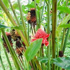 15 Bienfaits Médicinaux De Zingiber cassumunar (Plai)