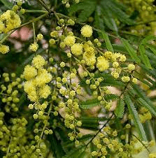 15 Medicinal Health Benefits Of Acacia decurrens (Black Wattle)