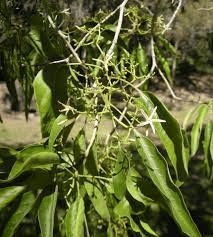 15 Medicinal Health Benefits Of Alstonia constricta (Hard Corkwood)