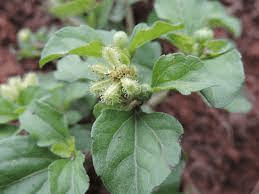 16 Medicinal Health Benefits Of Acanthospermum australe (Southern Swellfish) 16 Medicinal Health Benefits Of Acanthospermum australe (Southern Swellfish)