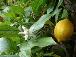 18 Medicinal Health Benefits Of Lemon (Citrus limon)