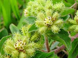 16 Medicinal Health Benefits Of Acanthospermum australe (Southern Swellfish) 16 Medicinal Health Benefits Of Acanthospermum australe (Southern Swellfish)