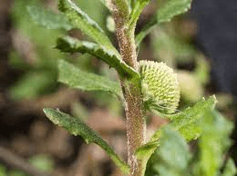 16 Medicinal Health Benefits Of Centipeda cunninghamii (Common Sneezeweed) 16 Medicinal Health Benefits Of Centipeda cunninghamii (Common Sneezeweed)