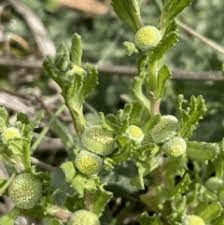 16 Medicinal Health Benefits Of Centipeda cunninghamii (Common Sneezeweed) 16 Medicinal Health Benefits Of Centipeda cunninghamii (Common Sneezeweed)