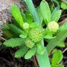 16 Medicinal Health Benefits Of Centipeda cunninghamii (Common Sneezeweed) 16 Medicinal Health Benefits Of Centipeda cunninghamii (Common Sneezeweed)