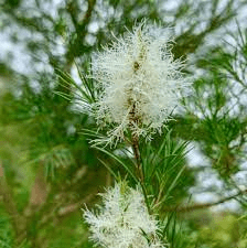 16 Medicinal Health Benefits Of Melaleuca alternifolia (Tea Tree)