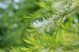 16 Medicinal Health Benefits Of Melaleuca alternifolia (Tea Tree) 16 Medicinal Health Benefits Of Melaleuca alternifolia (Tea Tree)