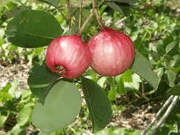16 Medicinal Health Benefits Of Syzygium suborbiculare (Bush Cherry) 16 Medicinal Health Benefits Of Syzygium suborbiculare (Bush Cherry)