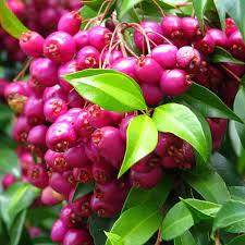 16 Medicinal Health Benefits Of Syzygium suborbiculare (Bush Cherry) 16 Medicinal Health Benefits Of Syzygium suborbiculare (Bush Cherry)
