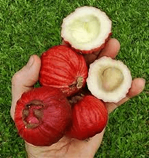 16 Medicinal Health Benefits Of Syzygium suborbiculare (Bush Cherry) 16 Medicinal Health Benefits Of Syzygium suborbiculare (Bush Cherry)