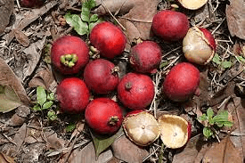 16 Bienfaits Médicinaux De Garcinia pseudoguttifera (Moonia Arbre)