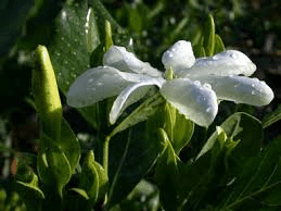 16 Medicinal Health Benefits Of Gardenia taitensis (Tiare)
