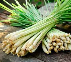 15 Medicinal Health Benefits Of Lemongrass (Cymbopogon flexuosus)