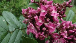 18 Medicinal Health Benefits Of Araroba Powder (Andira araroba)