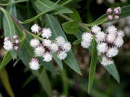 11 Medicinal Health Benefits Of Baccharis articulata (Mule fat)