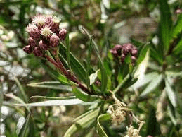 11 Medicinal Health Benefits Of Baccharis articulata (Mule fat)