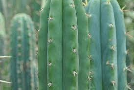 16 Medicinal Health Benefits Of Echinopsis pachanoi (San Pedro cactus) 16 Medicinal Health Benefits Of Echinopsis pachanoi (San Pedro cactus)