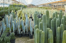 16 Medicinal Health Benefits Of Echinopsis pachanoi (San Pedro cactus) 16 Medicinal Health Benefits Of Echinopsis pachanoi (San Pedro cactus)