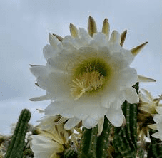 16 Medicinal Health Benefits Of Echinopsis pachanoi (San Pedro cactus) 16 Medicinal Health Benefits Of Echinopsis pachanoi (San Pedro cactus)