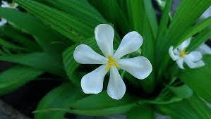 16 Medicinal Health Benefits Of Eleutherine bulbosa (Long Coriander) 16 Medicinal Health Benefits Of Eleutherine bulbosa (Long Coriander)