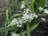 16 Medicinal Health Benefits Of Eleutherine bulbosa (Long Coriander) 16 Medicinal Health Benefits Of Eleutherine bulbosa (Long Coriander)