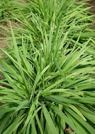 16 Medicinal Health Benefits Of Eleutherine bulbosa (Long Coriander) 16 Medicinal Health Benefits Of Eleutherine bulbosa (Long Coriander)