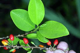 16 Bienfaits Médicinaux De Erythroxylum coca (Coca)
