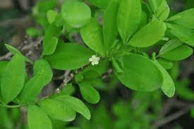 16 Bienfaits Médicinaux De Erythroxylum coca (Coca)