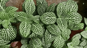 15 Medicinal Health Benefits Of Fittonia albivenis (Nerve Plant) 15 Medicinal Health Benefits Of Fittonia albivenis (Nerve Plant)