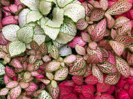 15 Medicinal Health Benefits Of Fittonia albivenis (Nerve Plant) 15 Medicinal Health Benefits Of Fittonia albivenis (Nerve Plant)