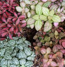 15 Medicinal Health Benefits Of Fittonia albivenis (Nerve Plant) 15 Medicinal Health Benefits Of Fittonia albivenis (Nerve Plant)