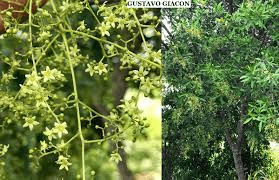 Medicinal Health Benefits Of Aegiphila sellowiana (Canela-de-veado)