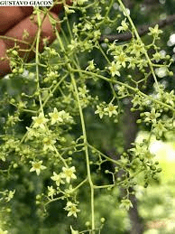 Medicinal Health Benefits Of Aegiphila sellowiana (Canela-de-veado)