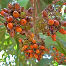 Medicinal Health Benefits Of Aegiphila sellowiana (Canela-de-veado)